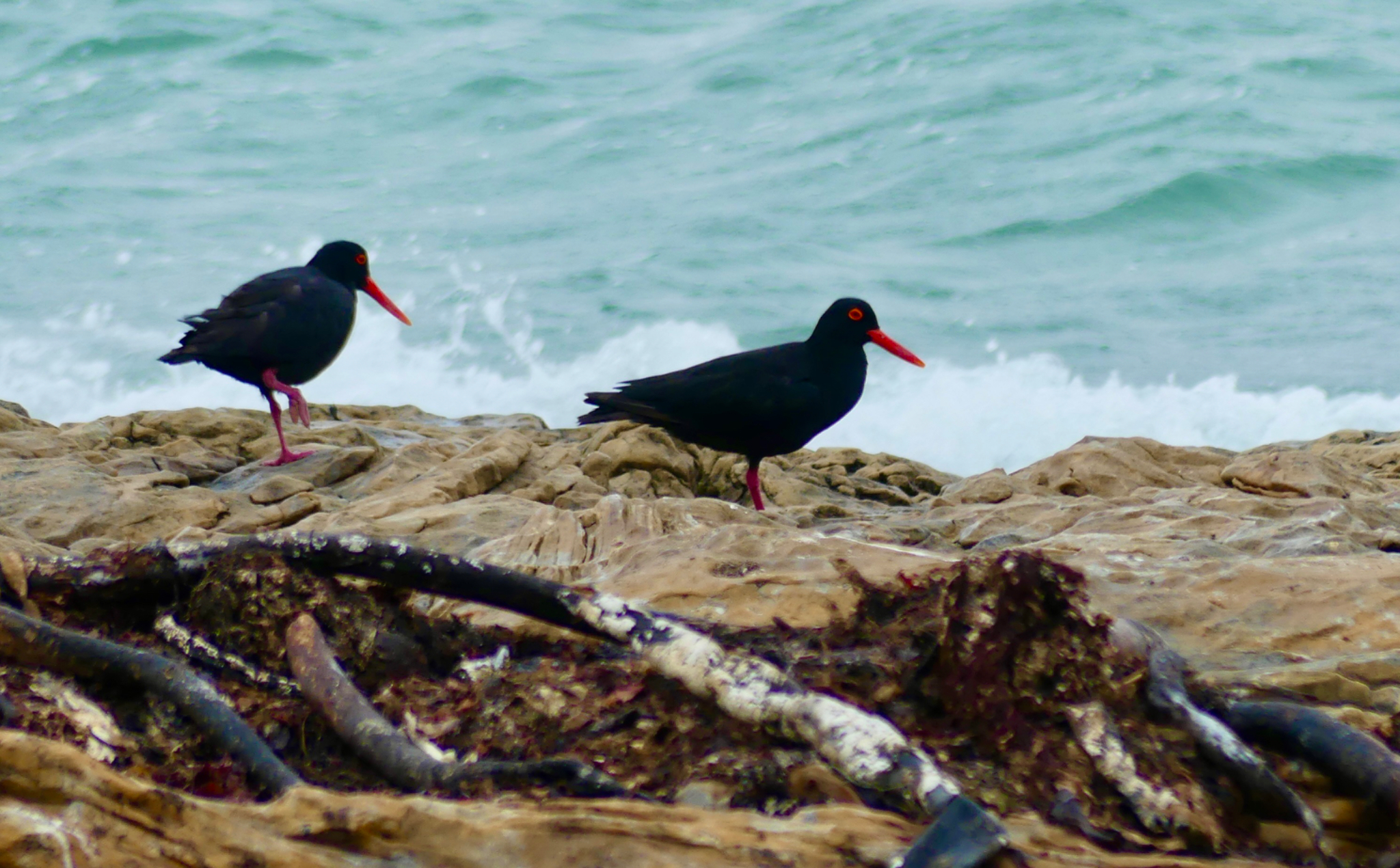 African Black Oystercatcher